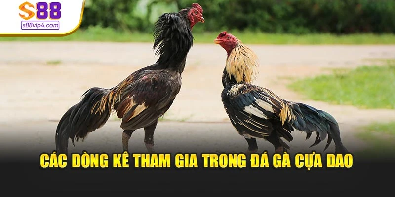 Các dòng kê tham gia trong đá gà cựa dao