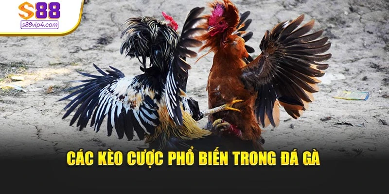 Các kèo cược phổ biến trong đá gà