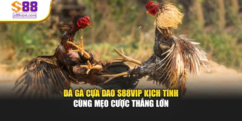 Đá Gà Cựa Dao S88vip Kịch Tính Cùng Mẹo Cược Thắng Lớn