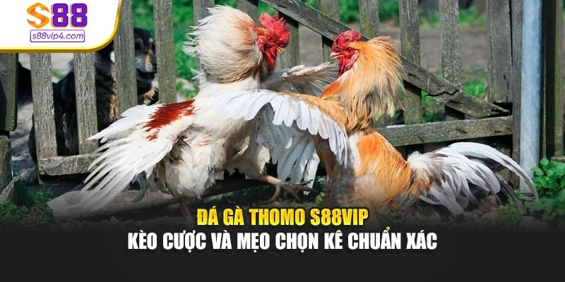 Đá Gà Thomo S88vip – Kèo Cược Và Mẹo Chọn Kê Chuẩn Xác