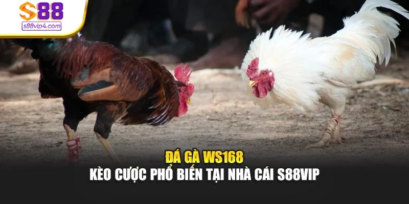 Đá Gà WS168 – Kèo Cược Phổ Biến Tại Nhà Cái S88vip