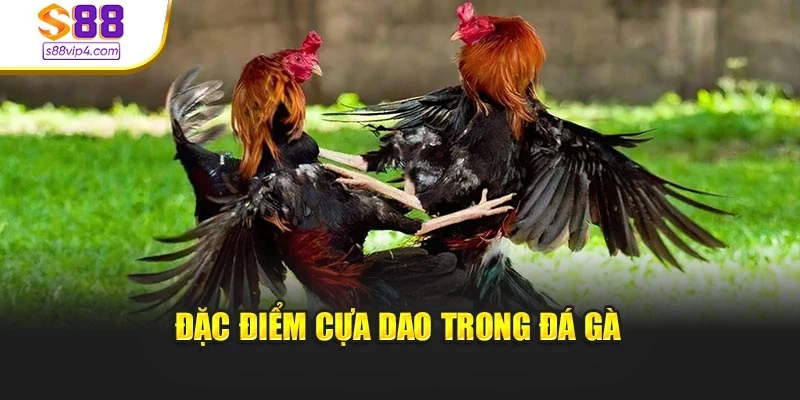 Đặc điểm cựa dao trong đá gà