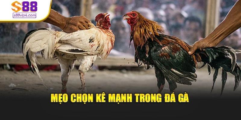 Mẹo chọn kê mạnh trong đá gà