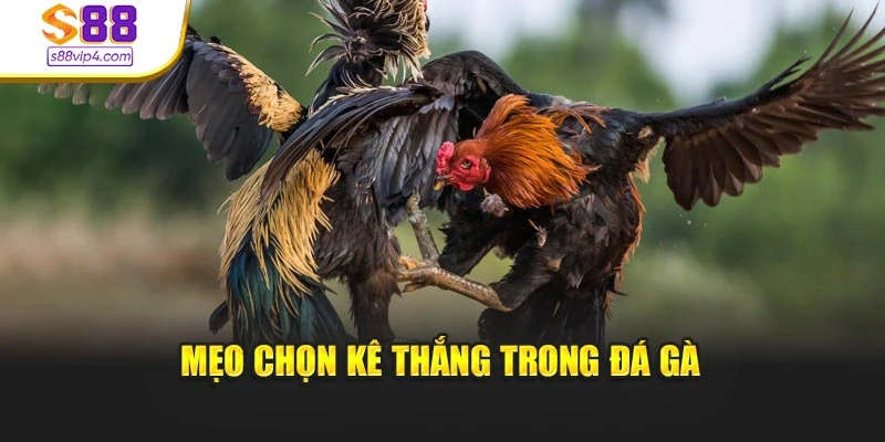 Mẹo chọn kê thắng trong đá gà