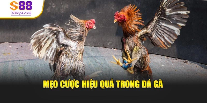 Mẹo cược hiệu quả trong đá gà