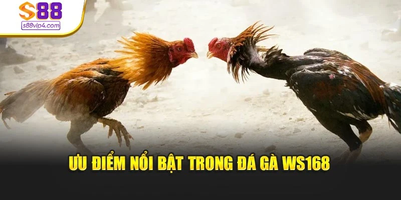 Ưu điểm nổi bật trong đá gà WS168