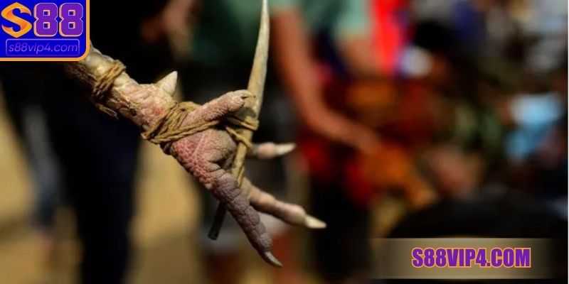 Phán quyết kết quả