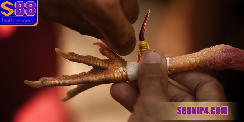 Quy tắc người chơi cần phải nắm trong đá gà cựa sắt