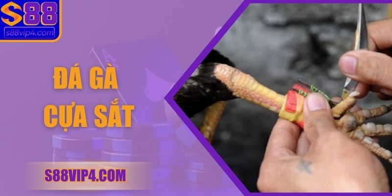 Đá Gà Cựa Sắt - Bí Quyết Để Bạn Chọn Chiến Kê Thắng Lớn