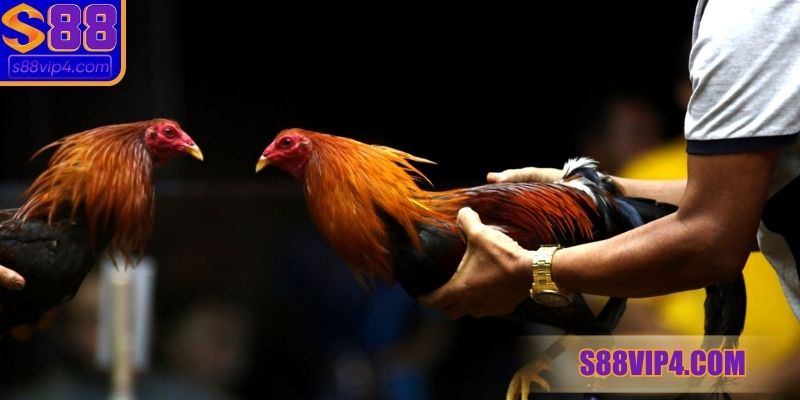 Kinh nghiệm chọn chiến kê chuẩn xác bạn cần ghi nhớ