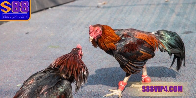 Đánh giá ngoại hình chiến kê