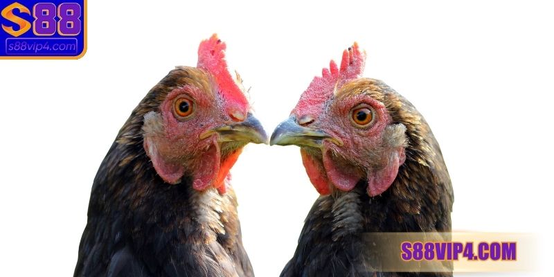 Đánh giá kinh nghiệm chọn chiến kê dựa trên lối đá