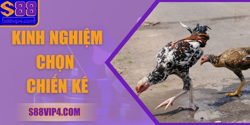 Kinh Nghiệm Chọn Chiến Kê Để Tăng Cơ Hội Chiến Thắng