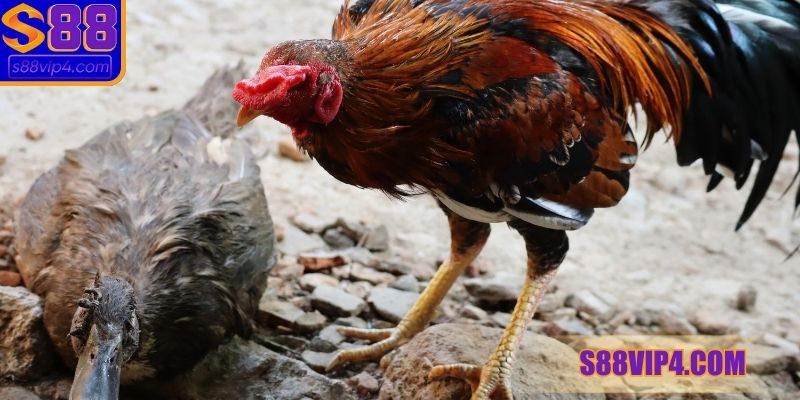 Khái niệm màu mạng gà đá