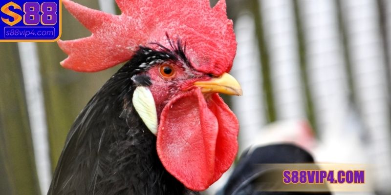 Chọn màu mạng theo mệnh Hỏa