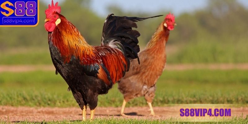 Chọn màu mạng gà đá theo mệnh Kim