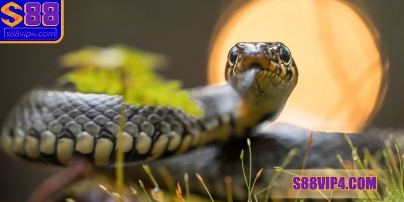 Nằm mơ thấy rắn đánh con gì? Khi bị đuổi