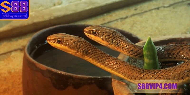 Chiêm bao có mãng xà hai đầu