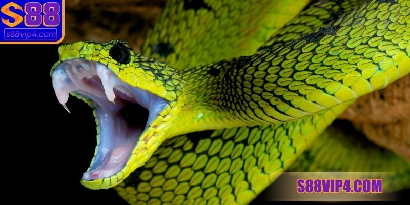 Nằm mơ thấy rắn đánh con gì? Tốt hay không?