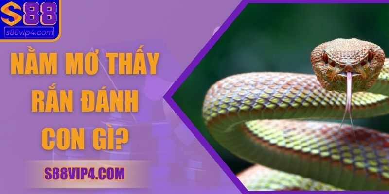 Nằm Mơ Thấy Rắn Đánh Con Gì? Giải Mã Điềm Báo Chuẩn Xác